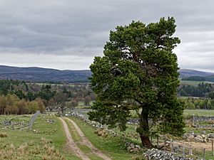 Tree beside the General Wade road from Tomatin to Boat of Garten (geograph 5765155)