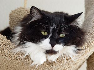Tuxedo longhair cat - Spanky