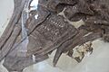 Tylosaurus windpipe AMNH