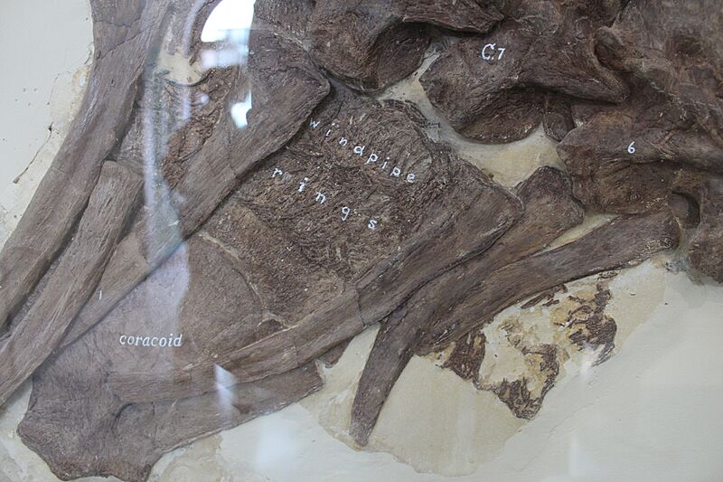 Tylosaurus windpipe AMNH
