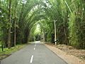 Waynad Bamboo Road