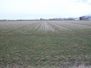 An agricultural field in West Weber, March 2011