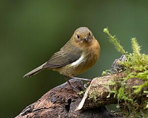 White-sided Flowerpiercer (female)