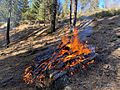Wildwood Prescribed Pile Burning (51082380636)