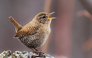 Winter Wren, Searsmont, Waldo Co, Maine