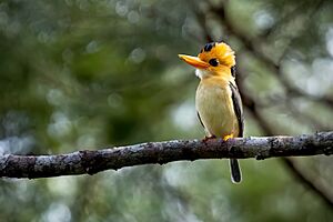 Yellow-billed Kingfisher 0A2A9978.jpg