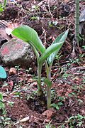 Young Banana Sapling - Kerala - IMG 3447