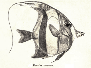 ZanclusCornutus