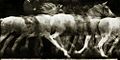 Étienne-Jules Marey, Cheval blanc monté, 1886, locomotion du cheval, expérience 4, Chronophotographie sur plaque fixe, négatif