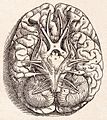1543, Andreas Vesalius' Fabrica, Base Of The Brain