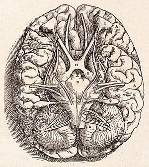1543, Andreas Vesalius' Fabrica, Base Of The Brain