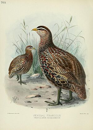 A history of the birds of Europe (Pl. 703) (7135334917)