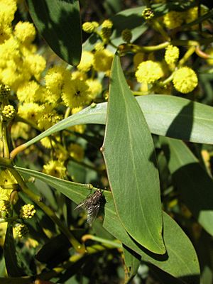 Acacia pycnantha phyllodes and fly 9276
