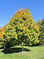 Acer nigrum - University of Kentucky Arboretum - DSC09326