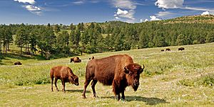 Adult bison and calf, Custer State Park, South Dakota (2009-08-25)