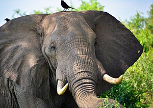 African Elephant, Uganda (16114436352)