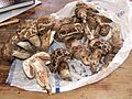 Agaricus vaporarius 01
