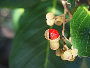 Alectryon connatus fruit.jpg