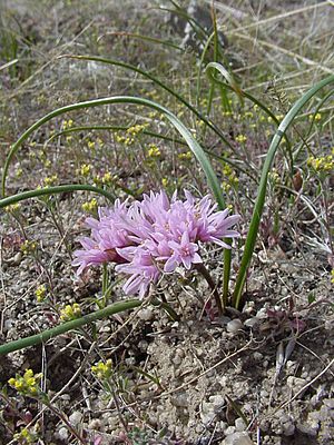 "Allium aaseae" in Southwestern Idaho