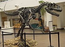 Allosaurus SDNHM