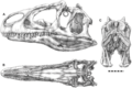 Allosaurus jimmadseni skull illustration