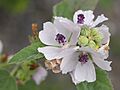 Althaea officinalis JRVdH 02