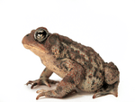 American Toad (Bufo americanus) (6216085977)