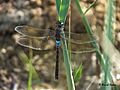 Anax parthenope UAE