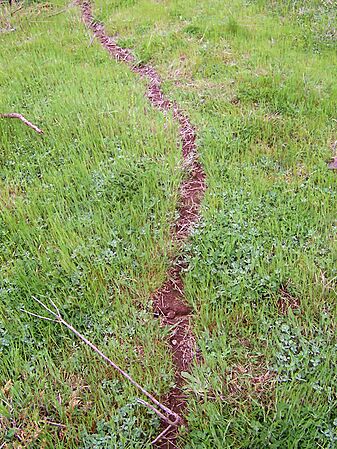 Ant trail