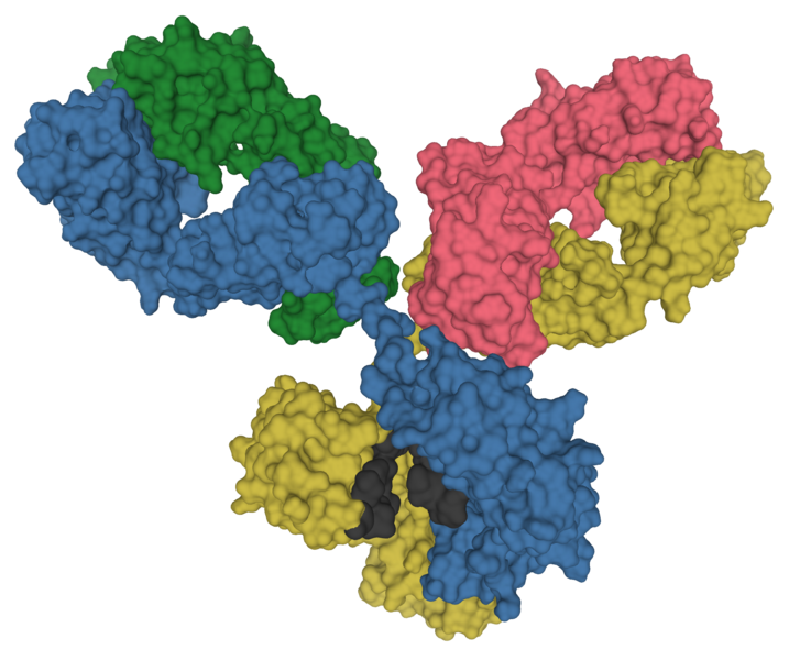 Antibody IgG1 surface