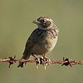 Australasianbushlark