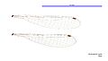 Austroagrion cyane male wings (34017975123)
