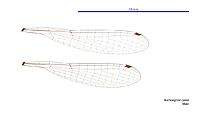 Austroagrion cyane male wings (34017975123)