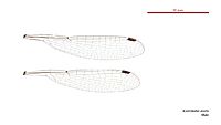 Austrolestes analis male wings (34018155253)