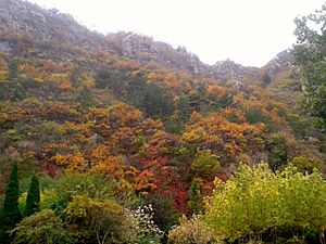 Autumn mountain foliage in dalian (2)