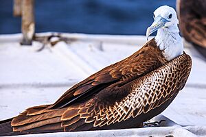 Avian hitchhikers on the top deck of Xavier III - famle juvenile Magnificent Frigatebird (Fregata magnificens) - (16472504597)