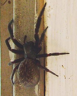 Badumna insignis (Black window spider)