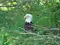 Bald Eagle, resting in Alaska 2009 007