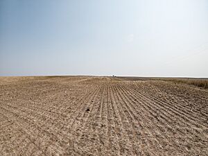 Barren wheatfield, Malta, Montana, July 2021