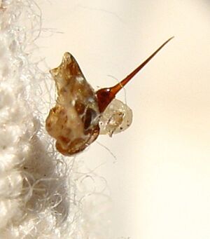 Bee-sting-abeille-dard-2