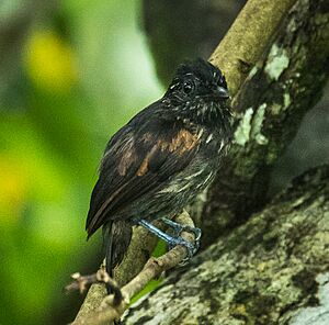 Black Antshrike - Darién - Panama (48444523842).jpg
