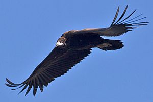 Black Vulture 1
