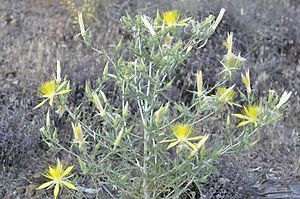 Blooming Yellow Mentzelia Laevicaulis