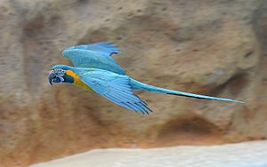 Blue-throated macaw in flight