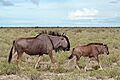 Blue wildebeest (Connochaetes taurinus taurinus) female and calf