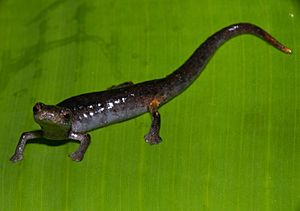 Bolitoglossa phalarosoma.jpg