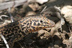 California Whiptail (Aspidoscelis tigris munda) and the scorpion - Flickr - GregTheBusker.jpg