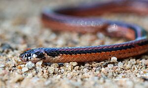 Calliophis nigrescens (Western Ghats of Kerala)