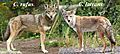 Canis rufus & Canis latrans
