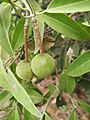 Capparis lasiantha fruit
